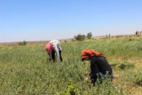 يبلغ عدد سكان جبورين 2000 نسمة، سقط منهم 90 شهيدا ً(الأخبار) 