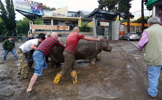 ينقذون وحيد القرن من الغرق في تبليسي اليوم (أ ف ب)