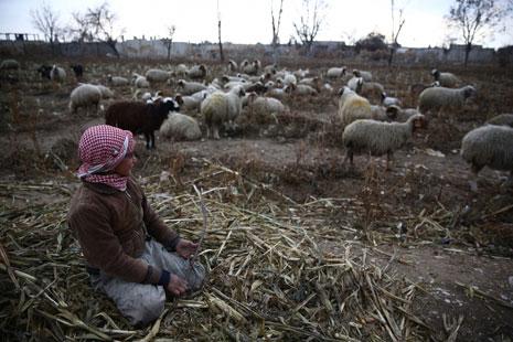 «يلي ما عندهم غنم تشتغل نسوانهم بالتبصير وولادهم بالشحادة» (أ ف ب) 