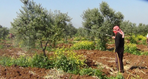 المبيـدات الحشرية غائبـة عن أعين الرقابة في السويداء