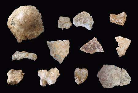 أجزاء من حفرية الجمجمة البشرية التي اكتشفت في اقليم هينان الصيني في صورة التقطت يوم 22 يناير كانون الثاني الجاري