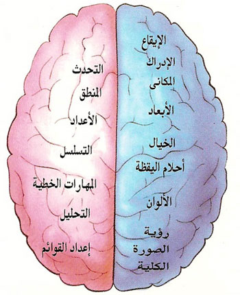 الجزء الأيمن من الدماغ يلتقط العواطف أسرع من النصف الأيسر