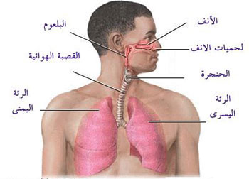 بعض الفيرروسات اقادرة على صابة مجموعة كبيرة من الخلايا