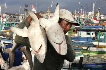 عامل يحمل أسماك قرش بعد صيدها في ميناء باندونيسيا.